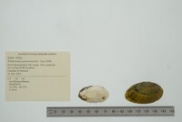 Nephronaias goascoranensis image