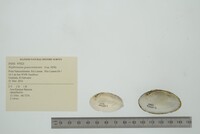 Nephronaias goascoranensis image