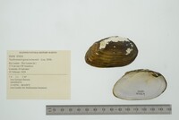 Nephronaias goascoranensis image
