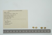 Corbicula fluminea image