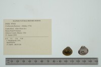 Corbicula fluminea image