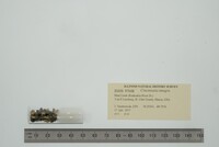 Media resource of Cincinnatia integra