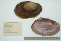 Potamilus ohiensis image