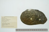 Tritogonia verrucosa image