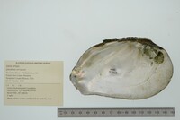 Tritogonia verrucosa image