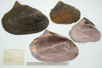 Potamilus alatus image