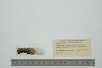 Planorbella trivolvis image