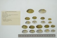 Scabies crispata image