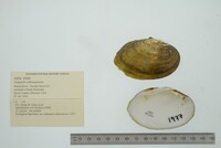 Lampsilis rafinesqueana image