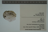 Epioblasma florentina image