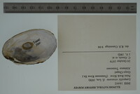 Lampsilis virescens image
