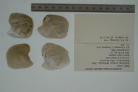 Epioblasma torulosa image