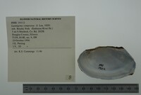 Lasmigona compressa image