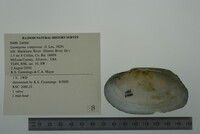 Lasmigona compressa image