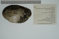 Lasmigona compressa image