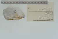 Lasmigona complanata image