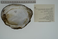 Lasmigona complanata image