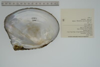 Lasmigona complanata image