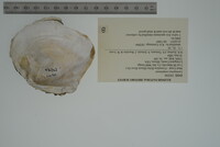 Lasmigona complanata image