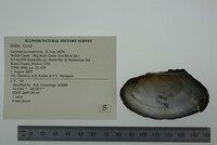 Lasmigona compressa image