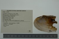 Lasmigona compressa image