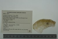 Lasmigona compressa image