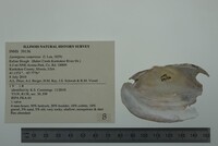 Lasmigona compressa image