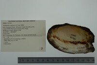 Lasmigona compressa image