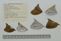 Prisodon syrmatophorus image