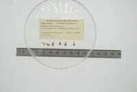 Image of Pomatiopsis lapidaria