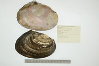 Potamilus ohiensis image