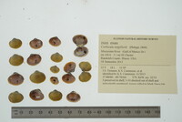 Corbicula largillierti image