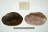 Potamilus purpuratus image