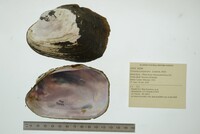 Potamilus purpuratus image