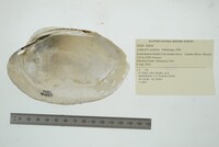 Lampsilis cardium image