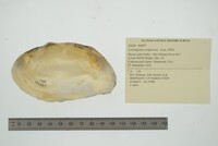 Lasmigona compressa image