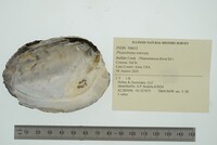 Pleurobema sintoxia image