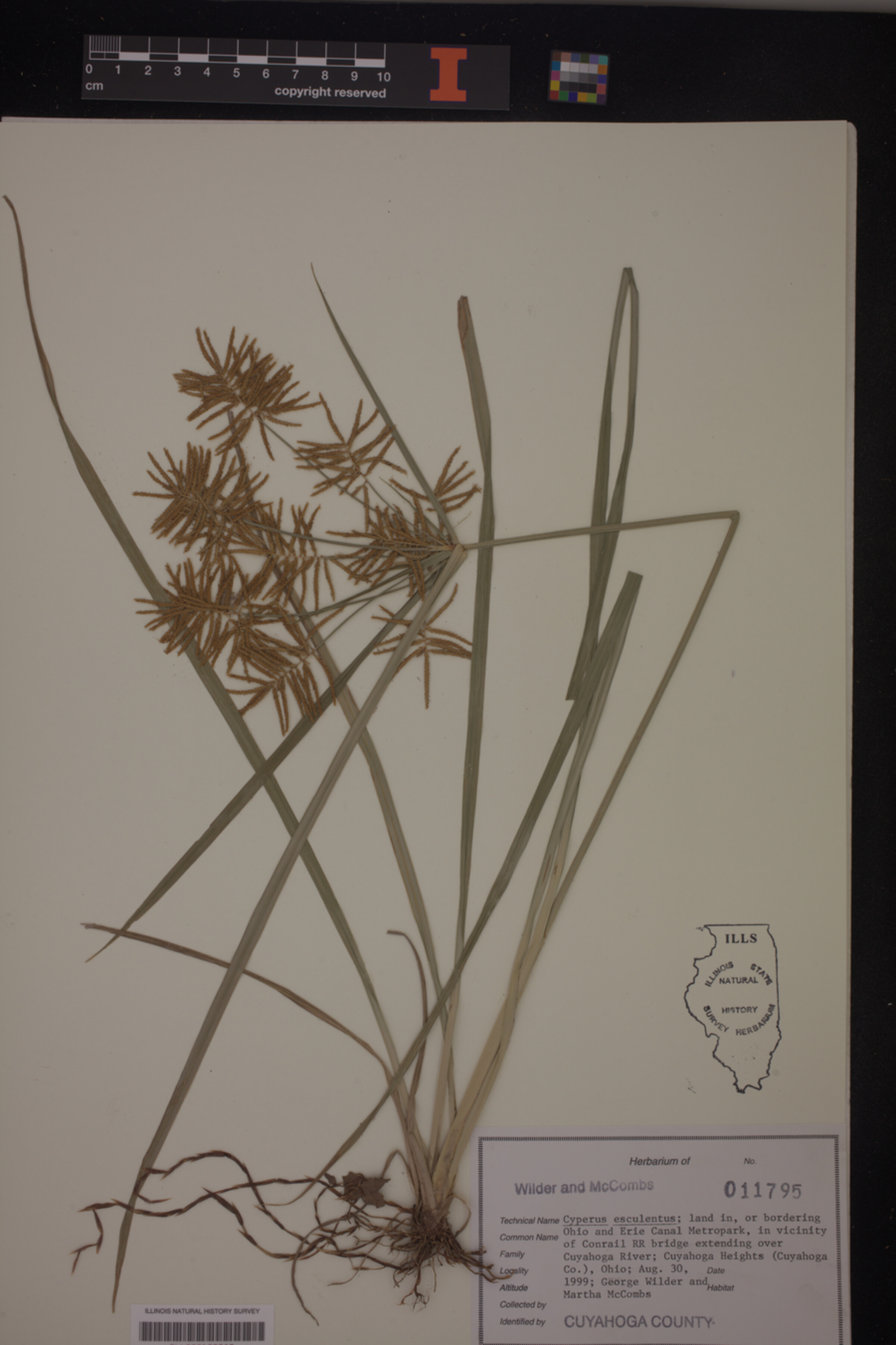 Cyperus esculentus image
