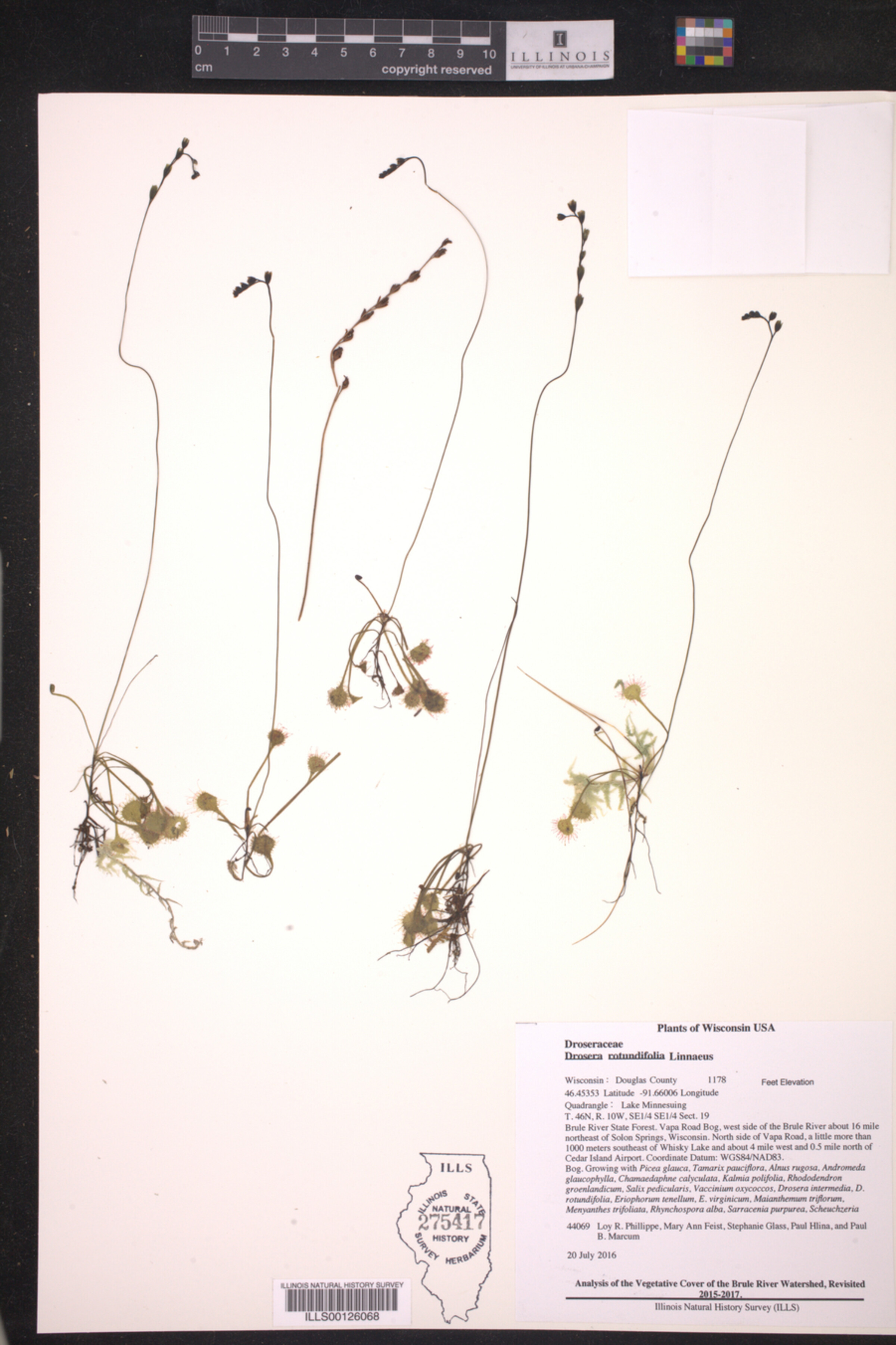Drosera image