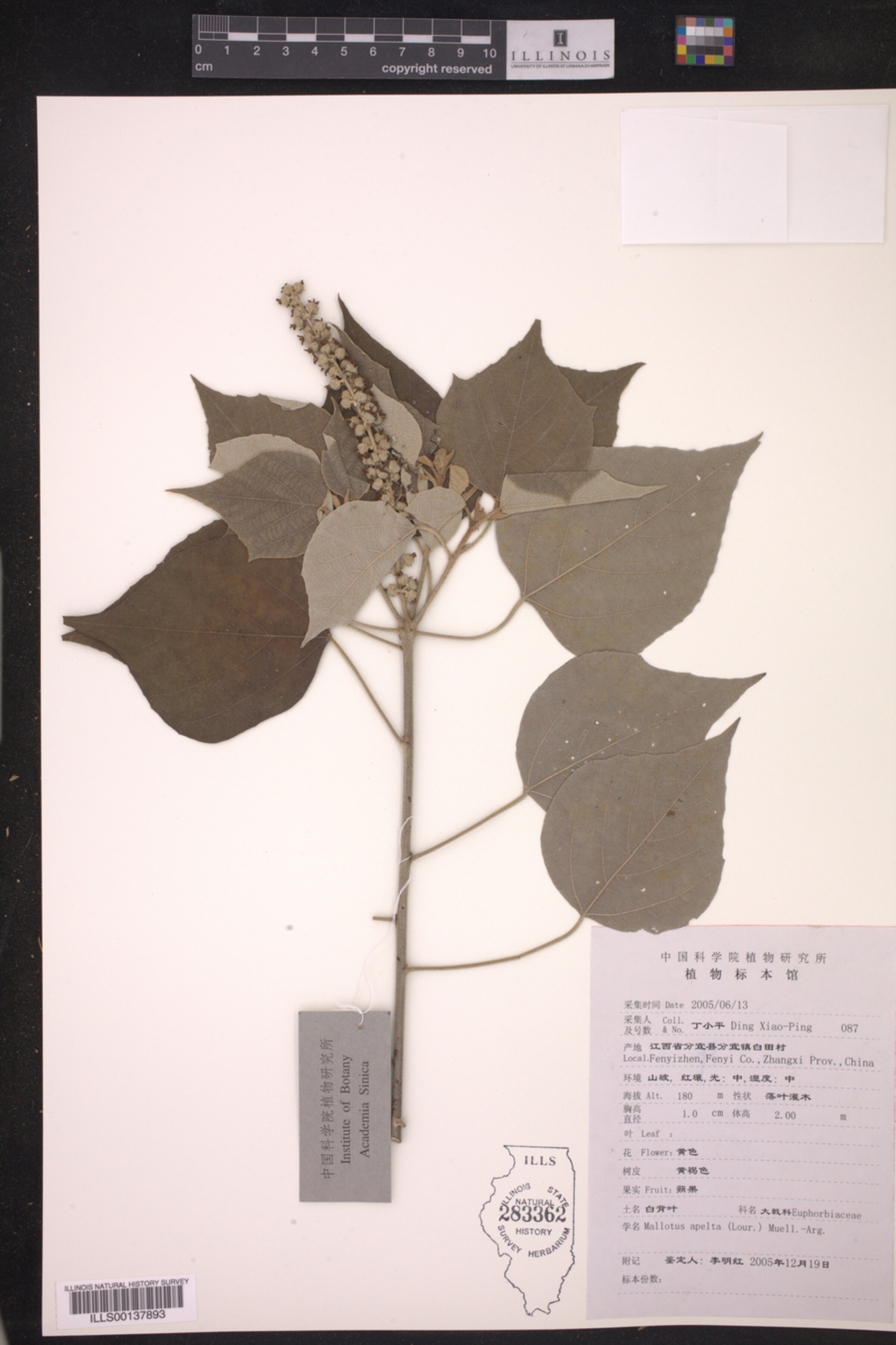 Mallotus apelta image