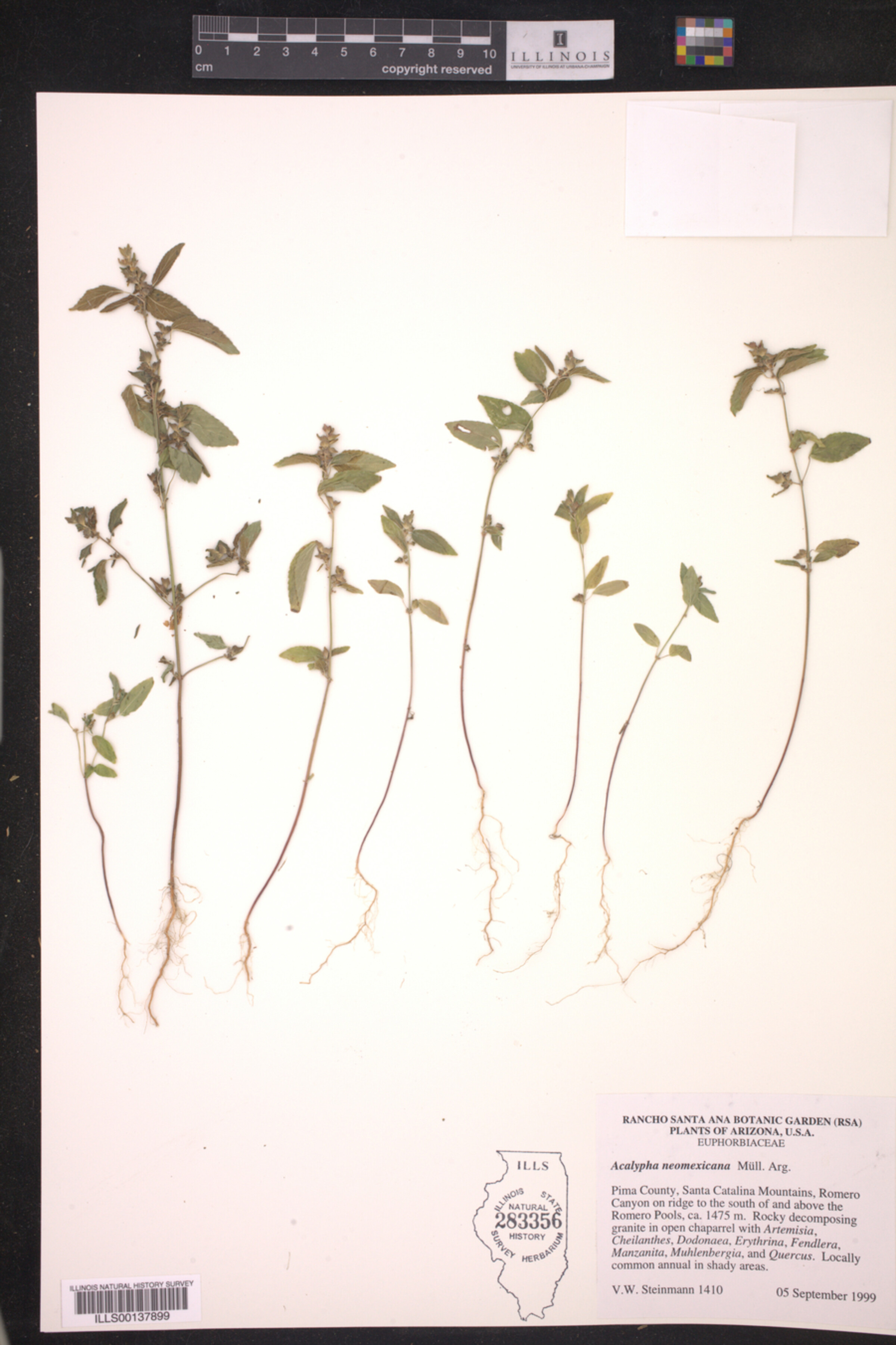 Acalypha neomexicana image