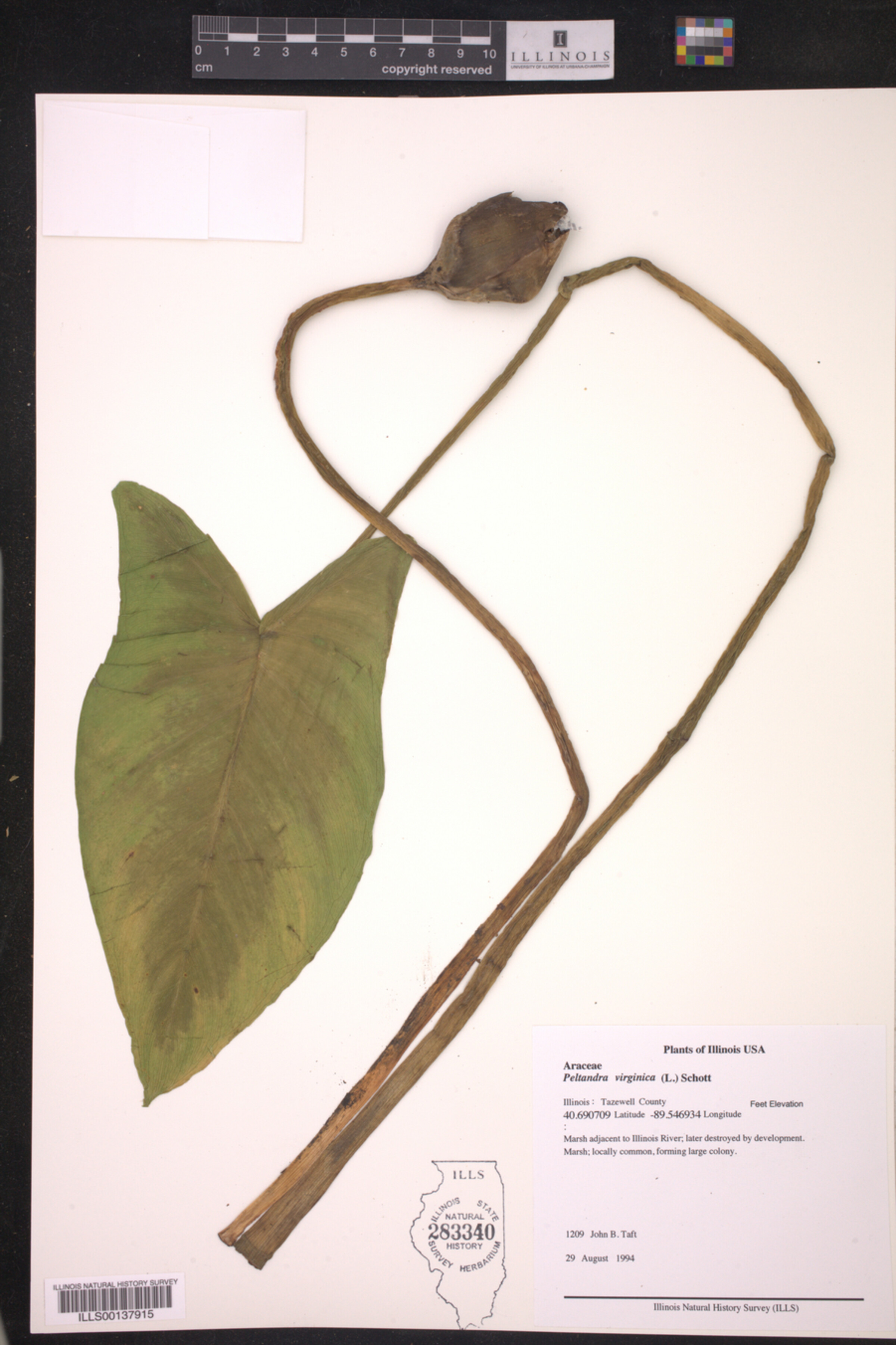 Peltandra virginica image