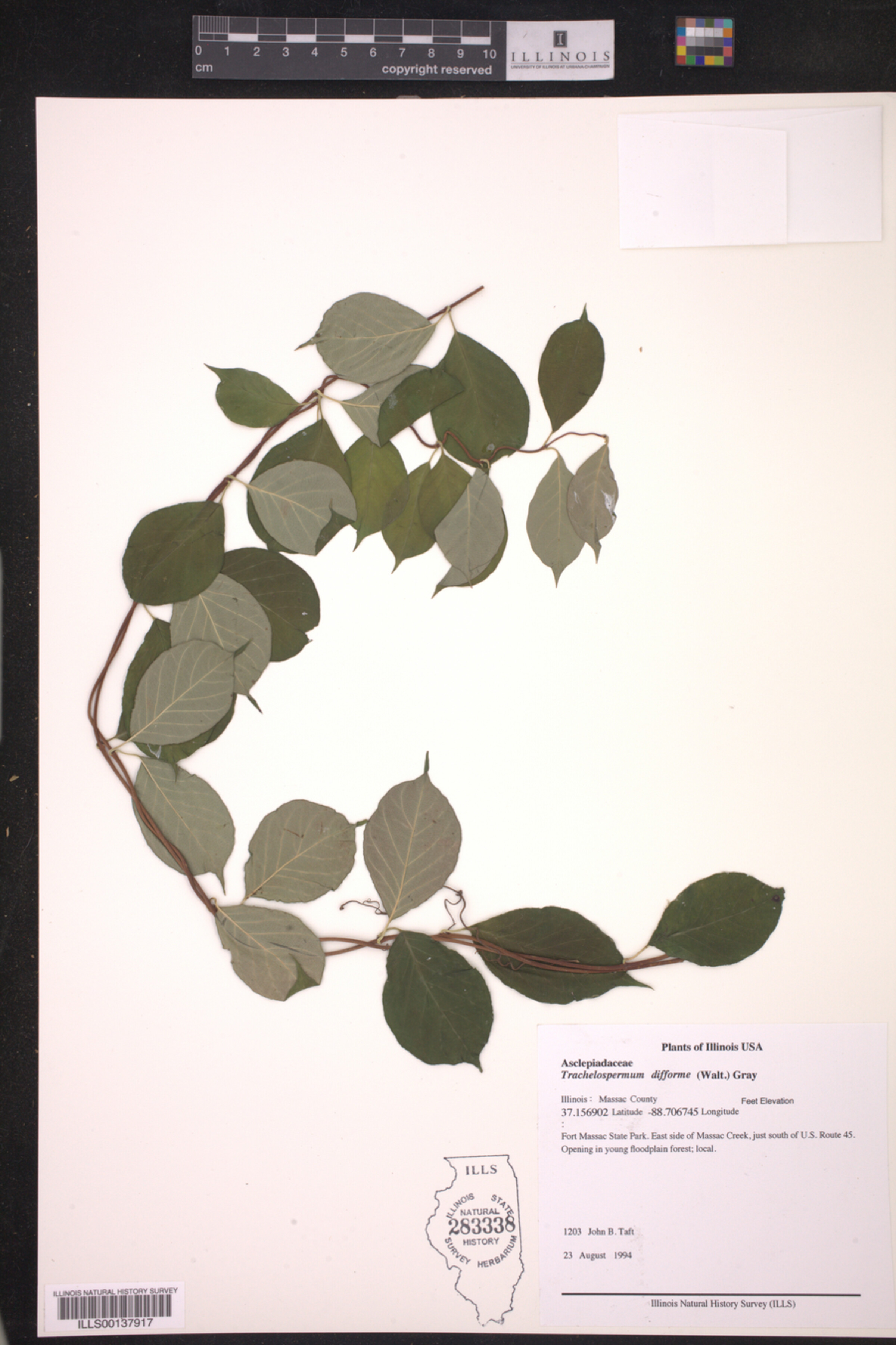 Trachelospermum image