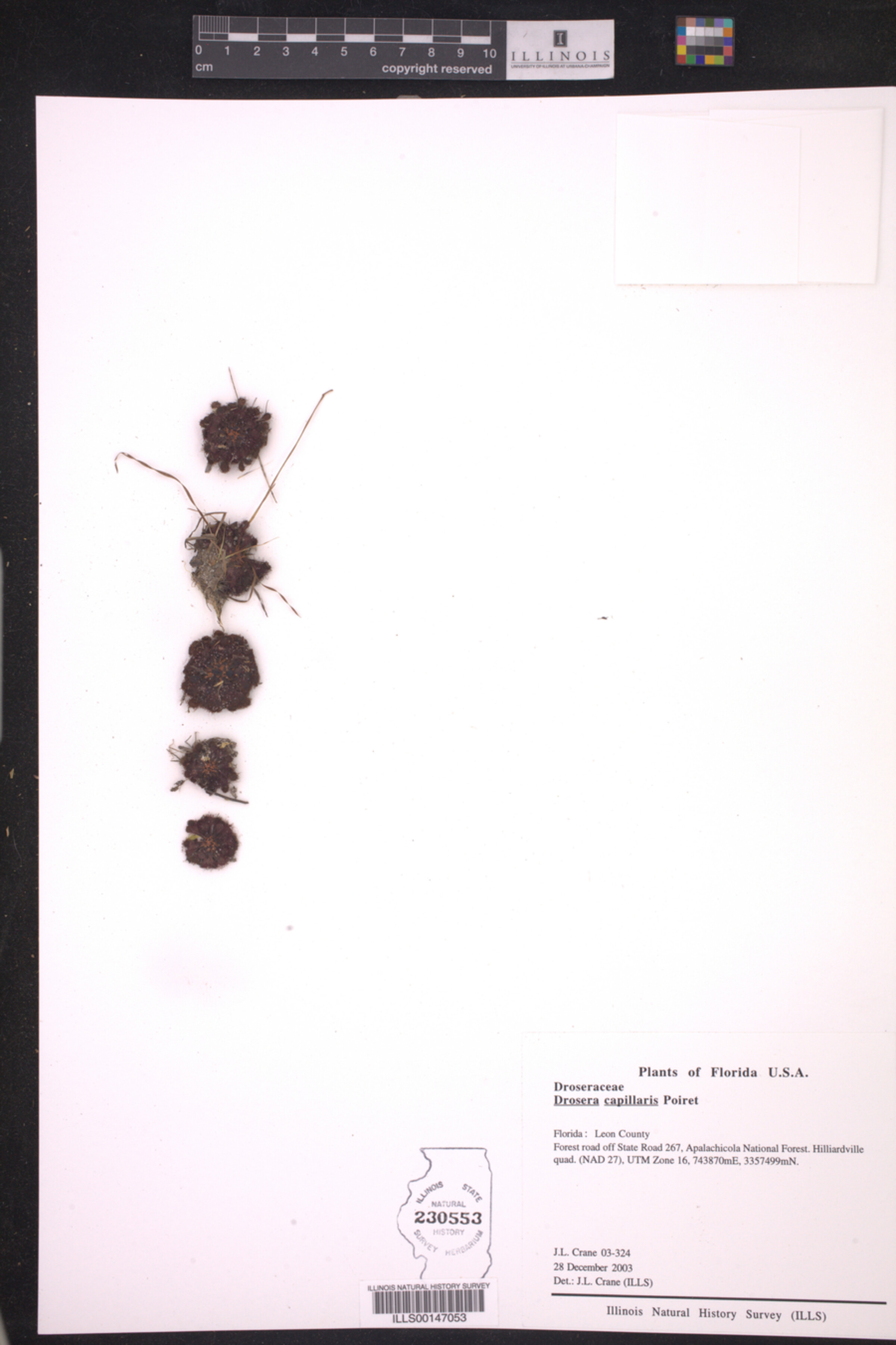 Drosera capillaris image