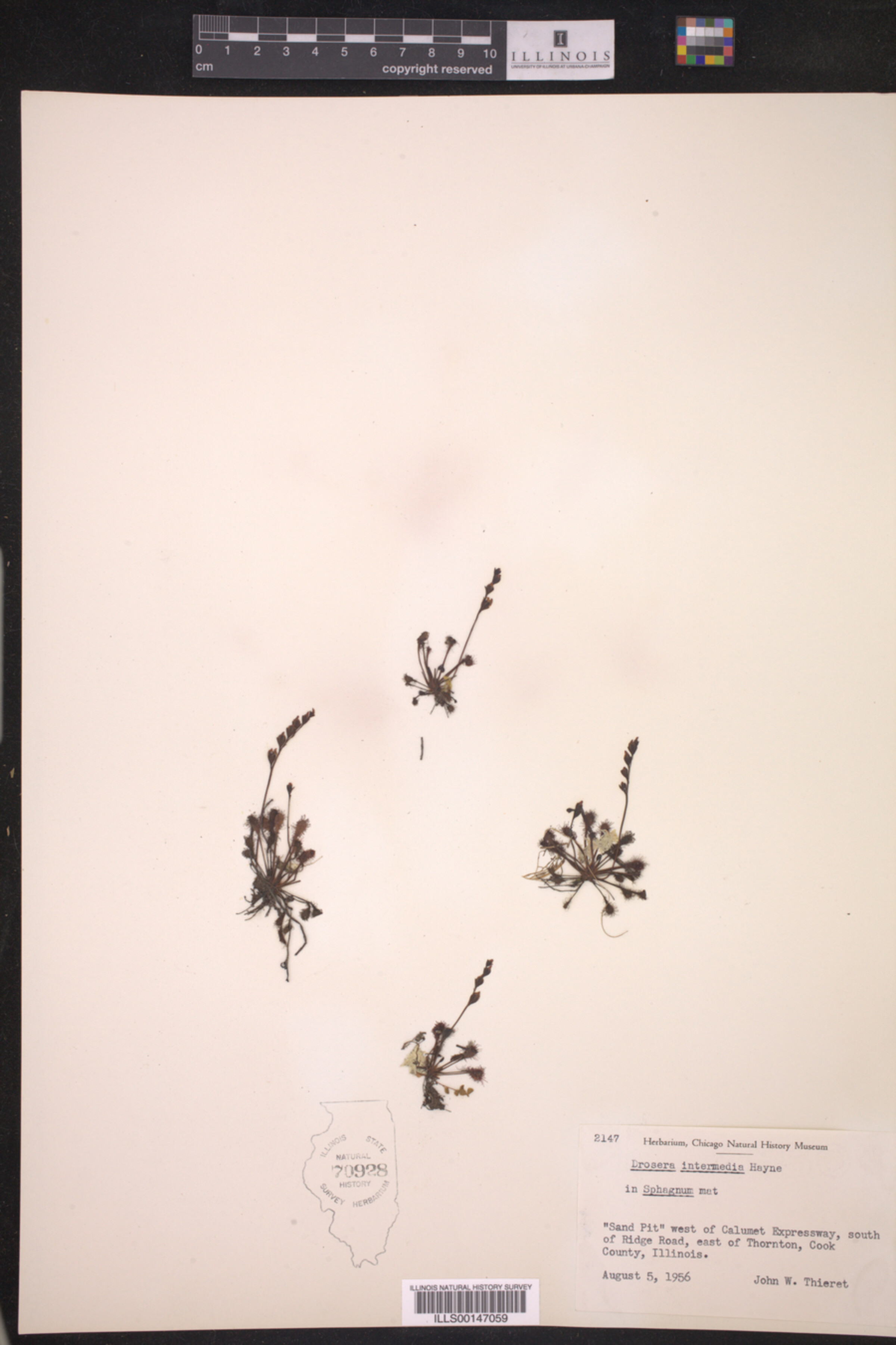 Drosera intermedia image