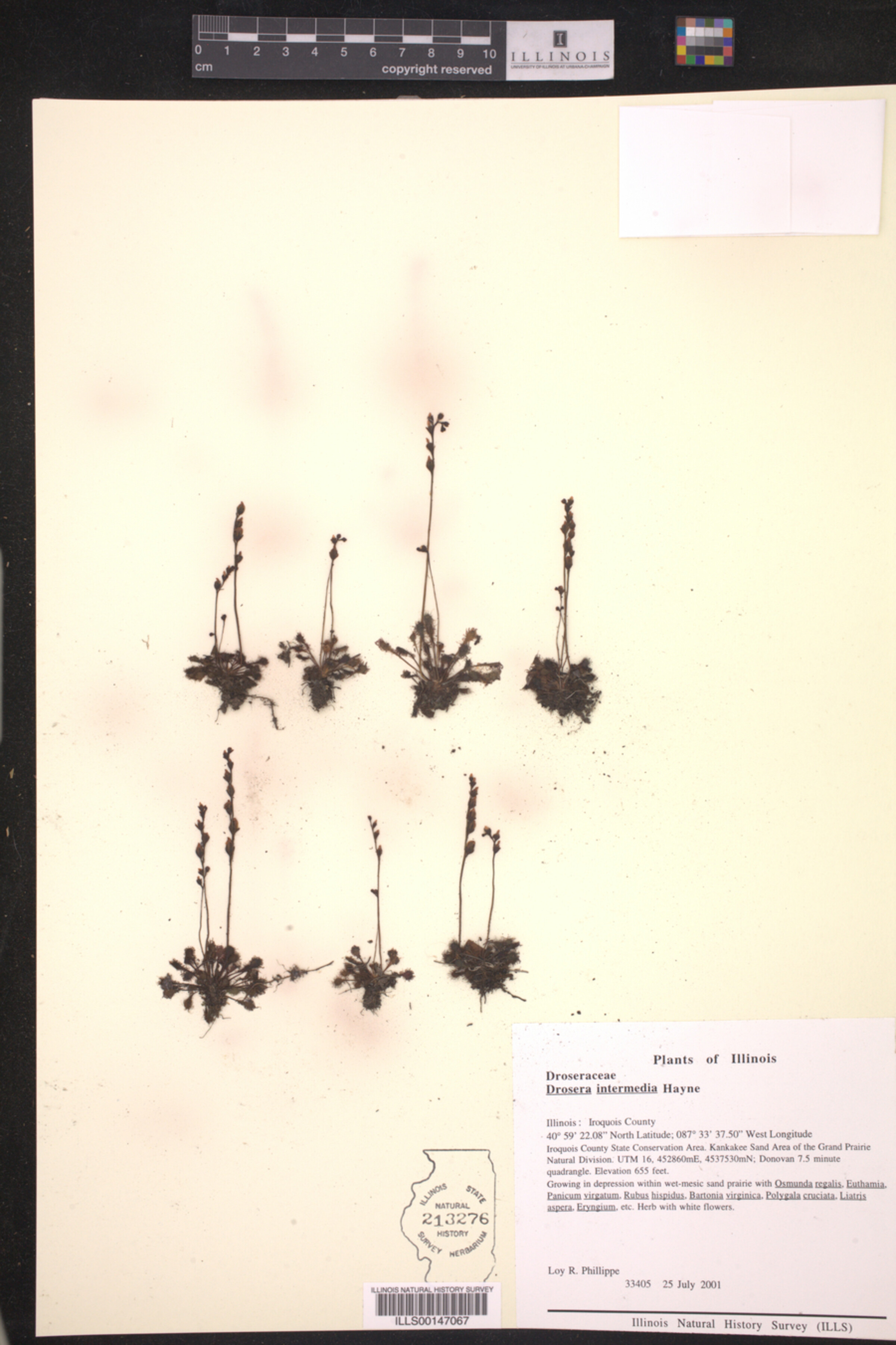 Drosera intermedia image
