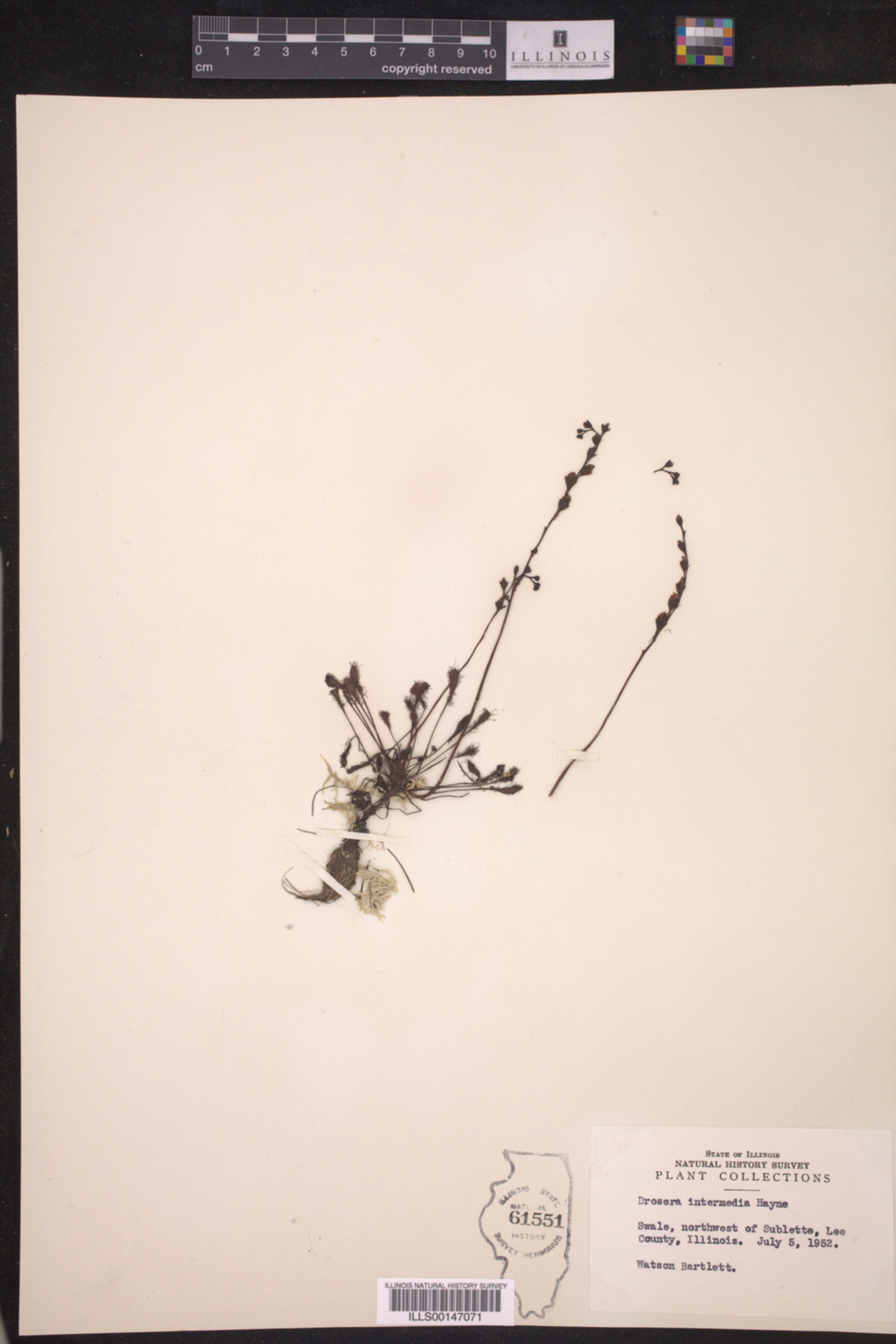 Drosera image