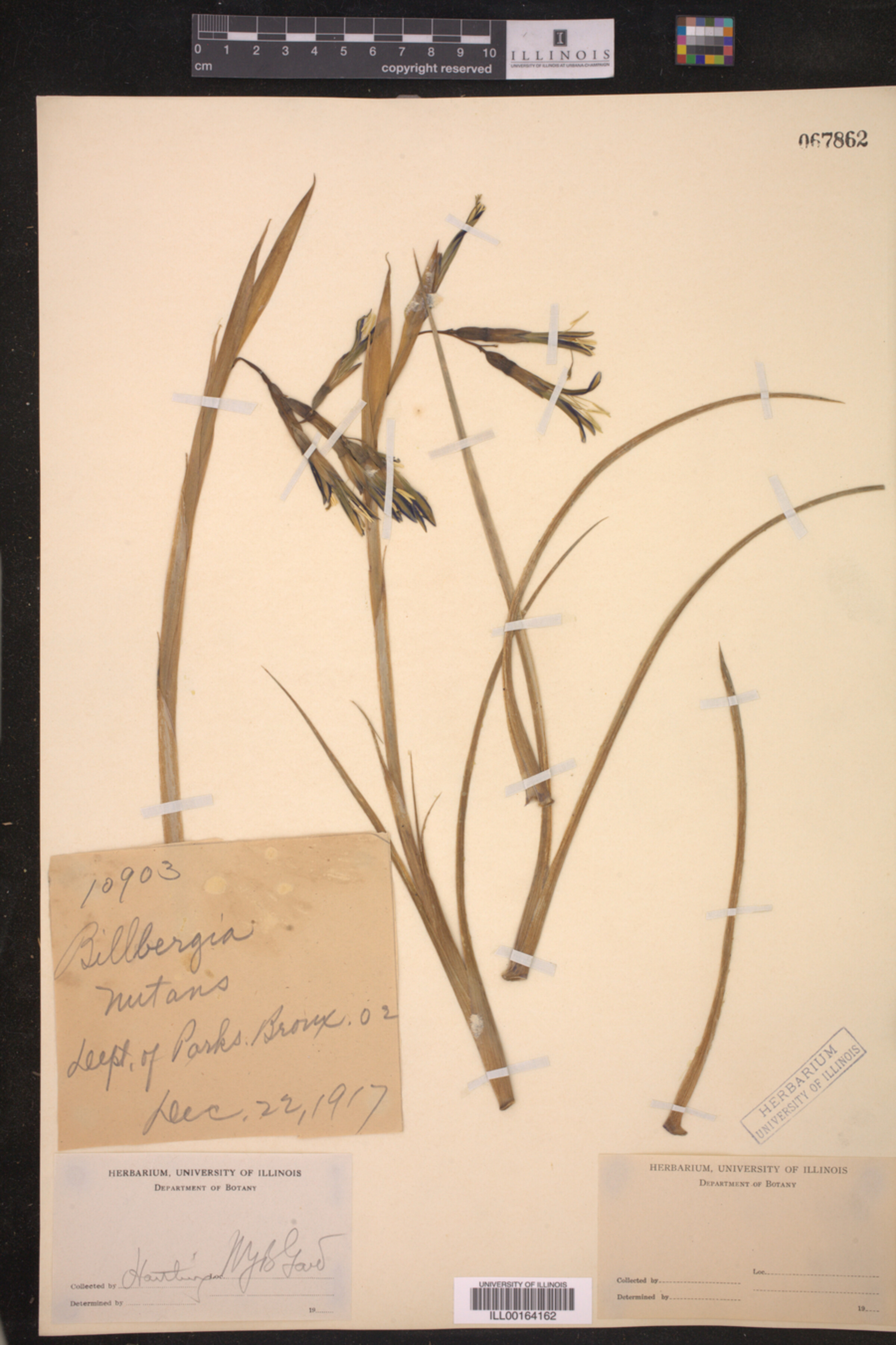 Billbergia nutans image