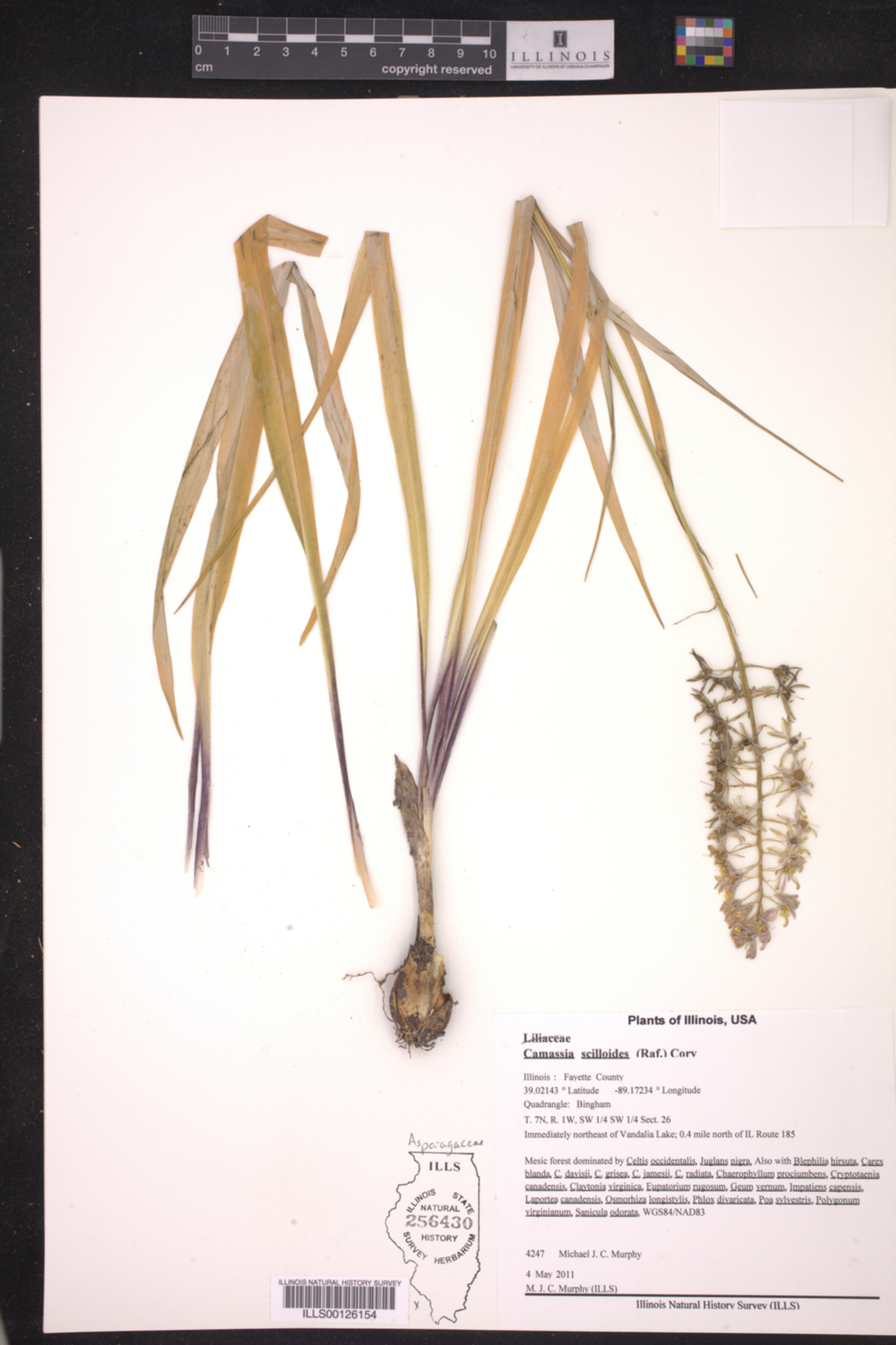 Camassia scilloides image