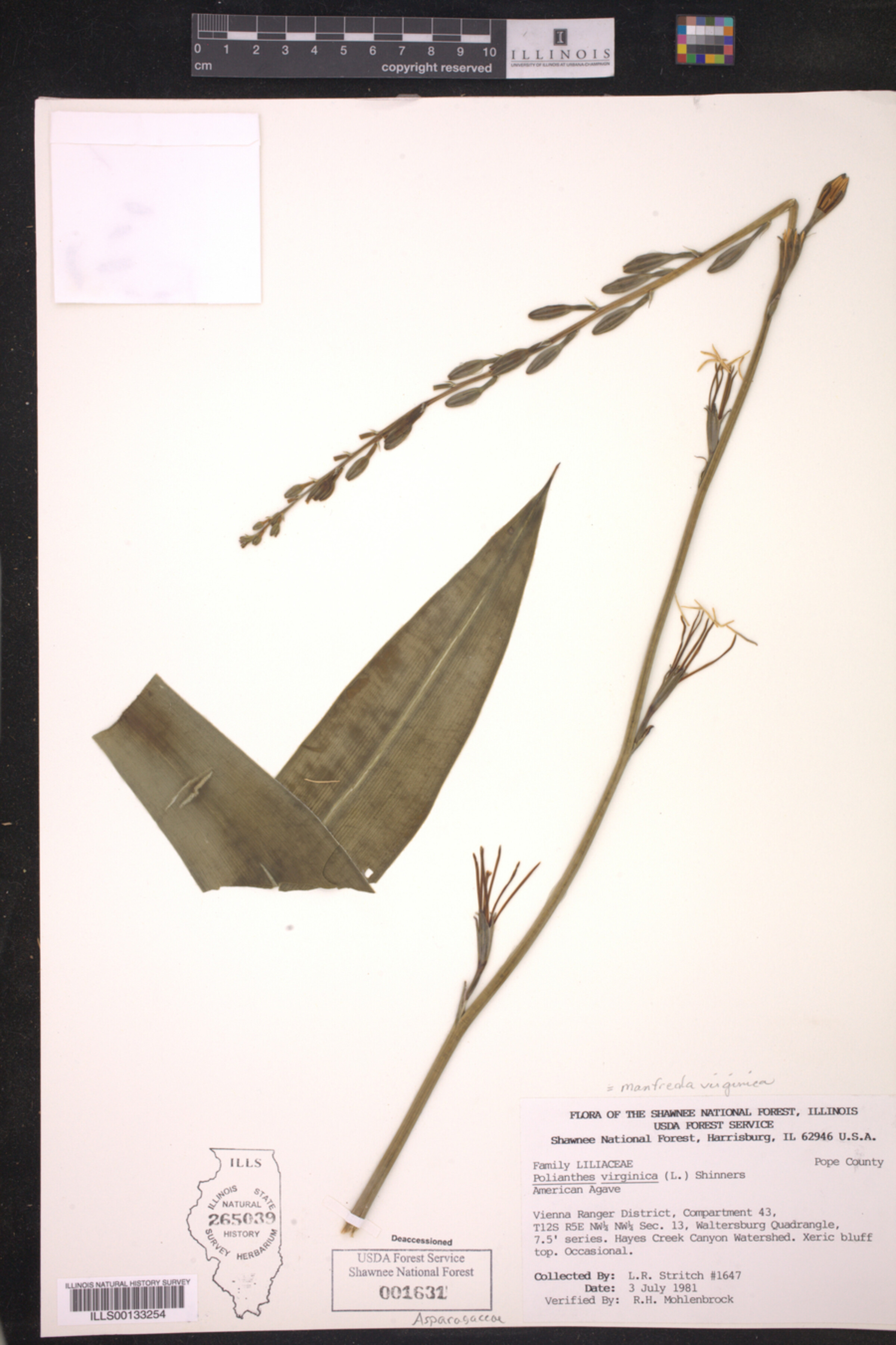 Asparagaceae image